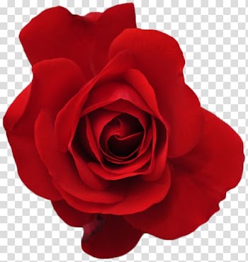 Rose Red Flower, fresh bloom transparent background PNG clipart