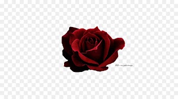 Rose Red Icon - Dark red roses 