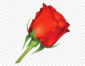 Rose Red Pink Clip art - Large Red Rose PNG Image 