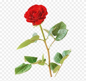 Rose, Red, Red Rose, Blossom, Bloom, Isolated - Rose