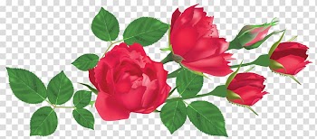 Rose , red rose border transparent background PNG clipart