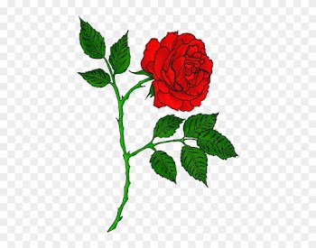Rose - Red Rose Tattoo Transparent