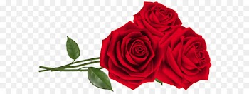 Rose Red Teleflora Flower bouquet - Three Red Roses PNG Clipart Image 