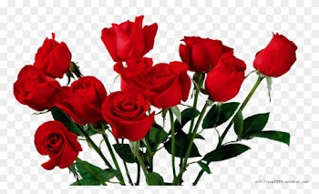 Rose Render Png By Bibo2203 - Aesthetic Red Roses Png