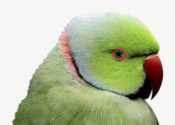 Rose-ringed parakeet bird collage element | Free PSD - rawpixel