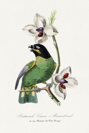 Rose ringed parakeet bird painting, | Free Photo Illustration - rawpixel