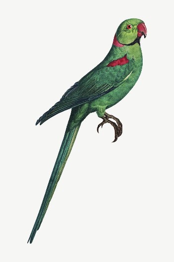 Rose-ringed parakeet bird, vintage animal | Free PSD Illustration - rawpixel
