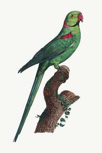 Rose-ringed parakeet bird, vintage animal | Free PSD Illustration - rawpixel