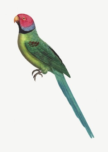 Rose-ringed parakeet bird, vintage animal | Free PSD Illustration - rawpixel