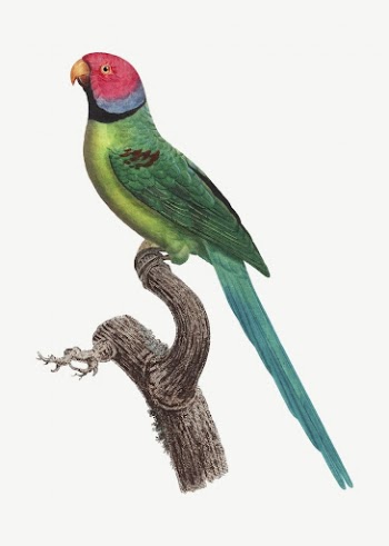 Rose-ringed parakeet bird, vintage animal | Free PSD Illustration - rawpixel