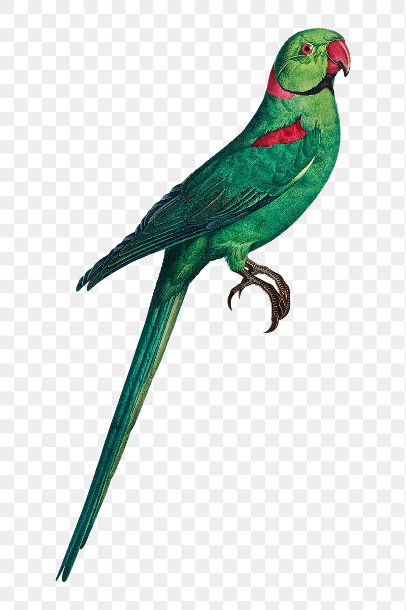 Rose-ringed parakeet png bird sticker, | Free PNG Illustration - rawpixel