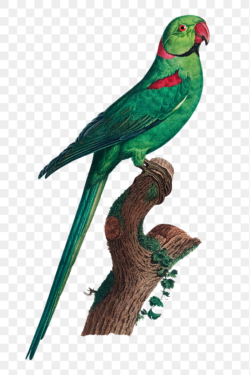 Rose-ringed parakeet png bird sticker, | Free PNG Illustration - rawpixel
