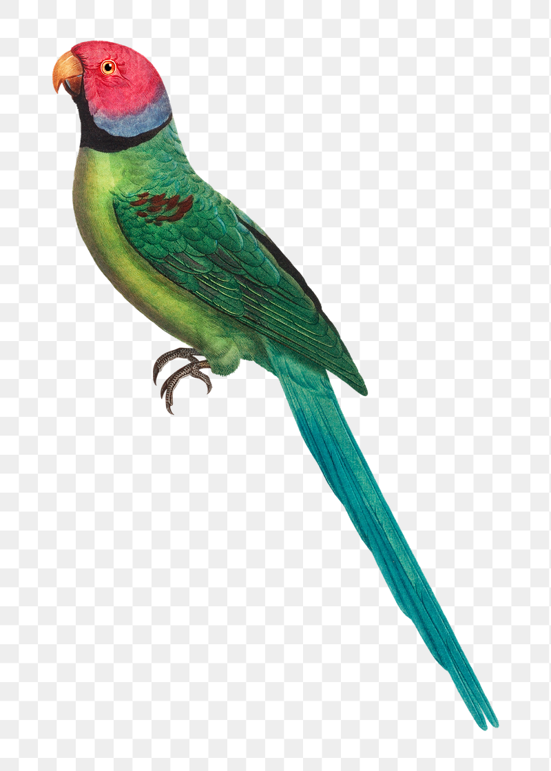 Rose-ringed parakeet png bird sticker, | Free PNG Illustration - rawpixel