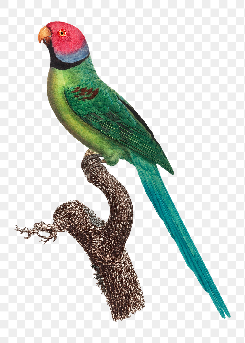 Rose-ringed parakeet png bird sticker, | Free PNG Illustration - rawpixel