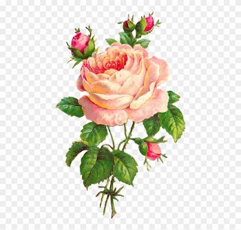 Rose - Rose