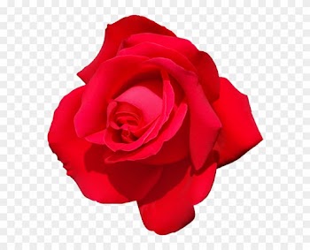 Rose - Rose Psd