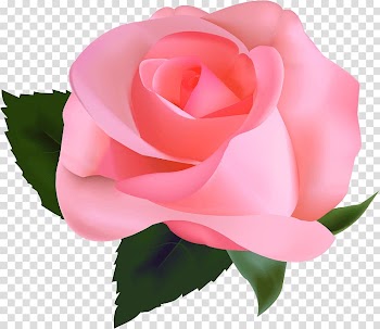 Rose , rose transparent background PNG clipart