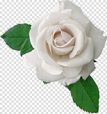 Rose , rose transparent background PNG clipart