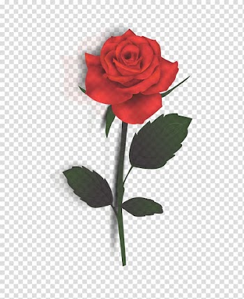 Rose, rose transparent background PNG clipart