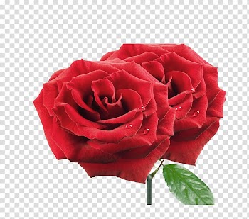 Rose, rose transparent background PNG clipart