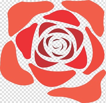 Rose , Rose transparent background PNG clipart