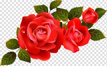 Rose , rose transparent background PNG clipart