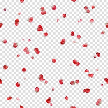 Rose, rose transparent background PNG clipart