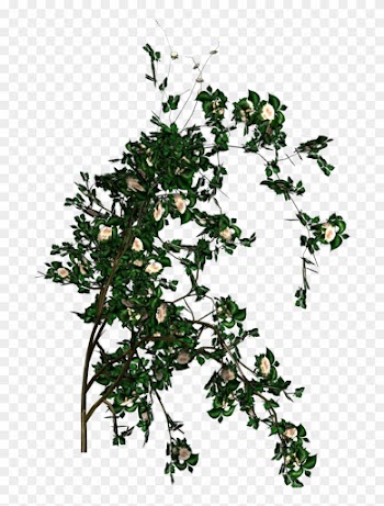 Rose - Rose Tree Png