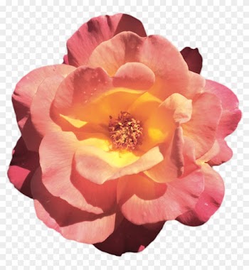 Rose Roses Flower Transparent Flower Transparent Rose - Rose