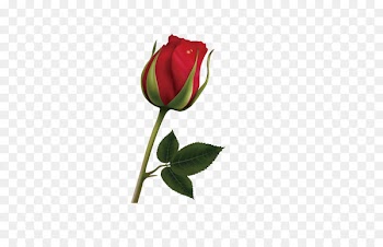 Rose Royalty-free Illustration - Chi Red Rose 