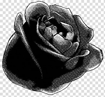 Rose Screentone , rose illustration transparent background PNG clipart