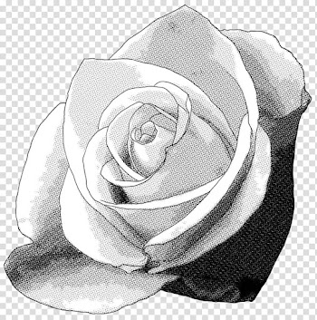 Rose Screentone , white and black rose art transparent background PNG clipart