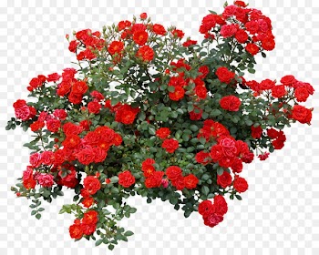 Rose Shrub Flower Clip art - bushes 