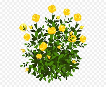 Rose Shrub Flower Clip art - Yellow Rose Bush PNG Clipart Picture 