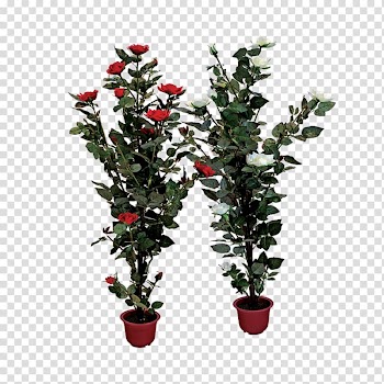 Rose Shrub Plant , plant transparent background PNG clipart
