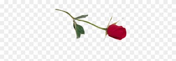 Rose - Single Rose Png