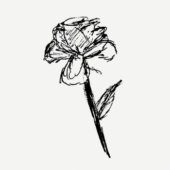 Rose sketch clipart, collage element | Free PSD - rawpixel