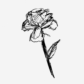 Rose sketch hand drawn illustration. | Free Photo - rawpixel
