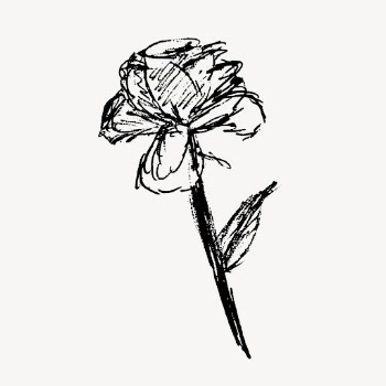 Rose sketch hand drawn, illustration | Free Vector - rawpixel
