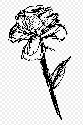 Rose sketch png sticker, flower | Free PNG - rawpixel