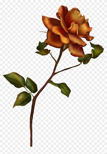 Rose Stem By Autumns-muse - Garden Roses
