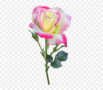 Rose, Stem, Double, Delight - Double Rose