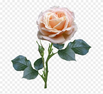 Rose, Stem, Leaves, Bud - Rose Stem And Leaves