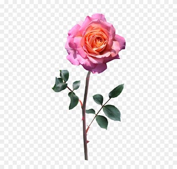 Rose, Stem, Pink, Peace - Roses With Stem Pink