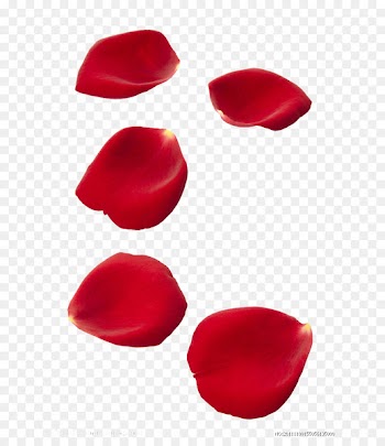 Rose The Fairy Download - Rose petals floating element 