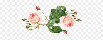 Rose,the Queen Of Flowers / June Feature By Natural-sensuality - Ravel Smetana Tchaikovsky &amp; Bolero Moldau Romeo