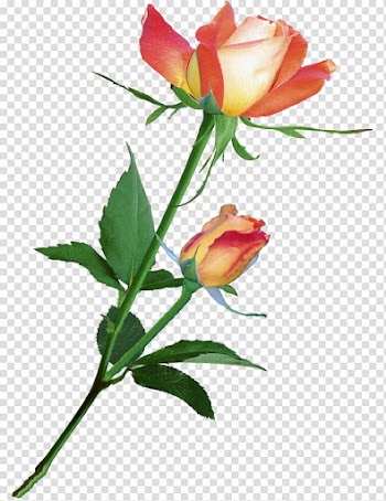 Rose, two orange roses transparent background PNG clipart
