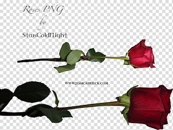 Rose, two red roses with text overlay transparent background PNG clipart