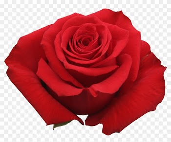 Rose Undercover - Rose Undercover