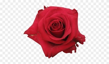 Rose Varieties - Rose